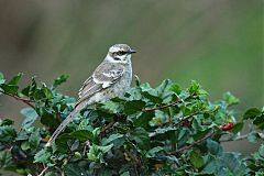 Long-tailed Mockingbird